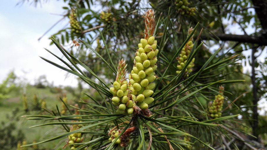 Пыльца шишки сосны обыкновенной