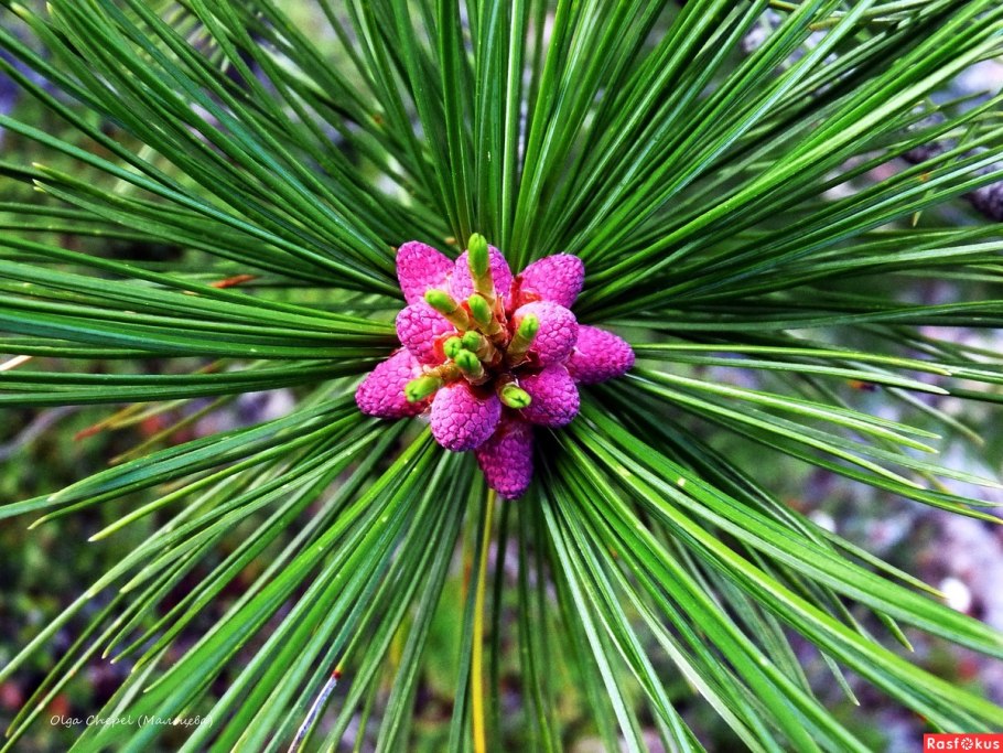 Пицундская сосна иголки