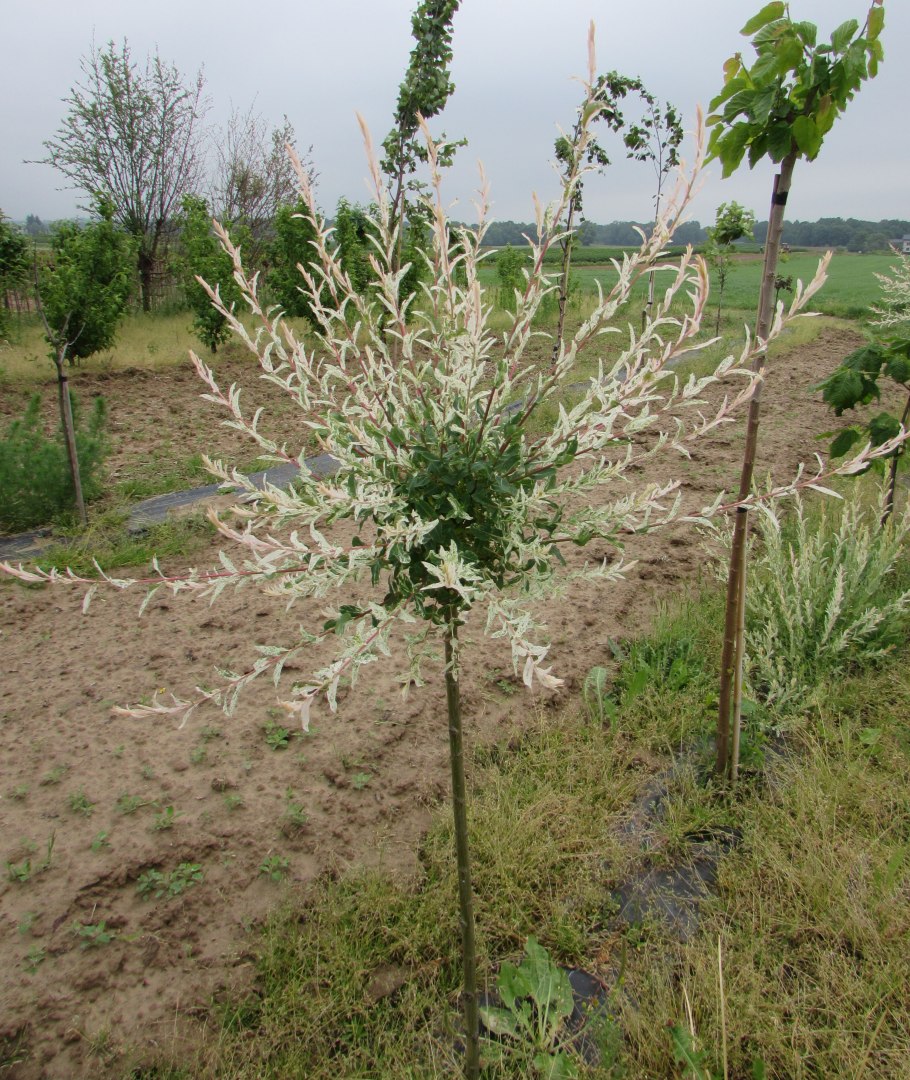 Вяз шаровидный Пендула