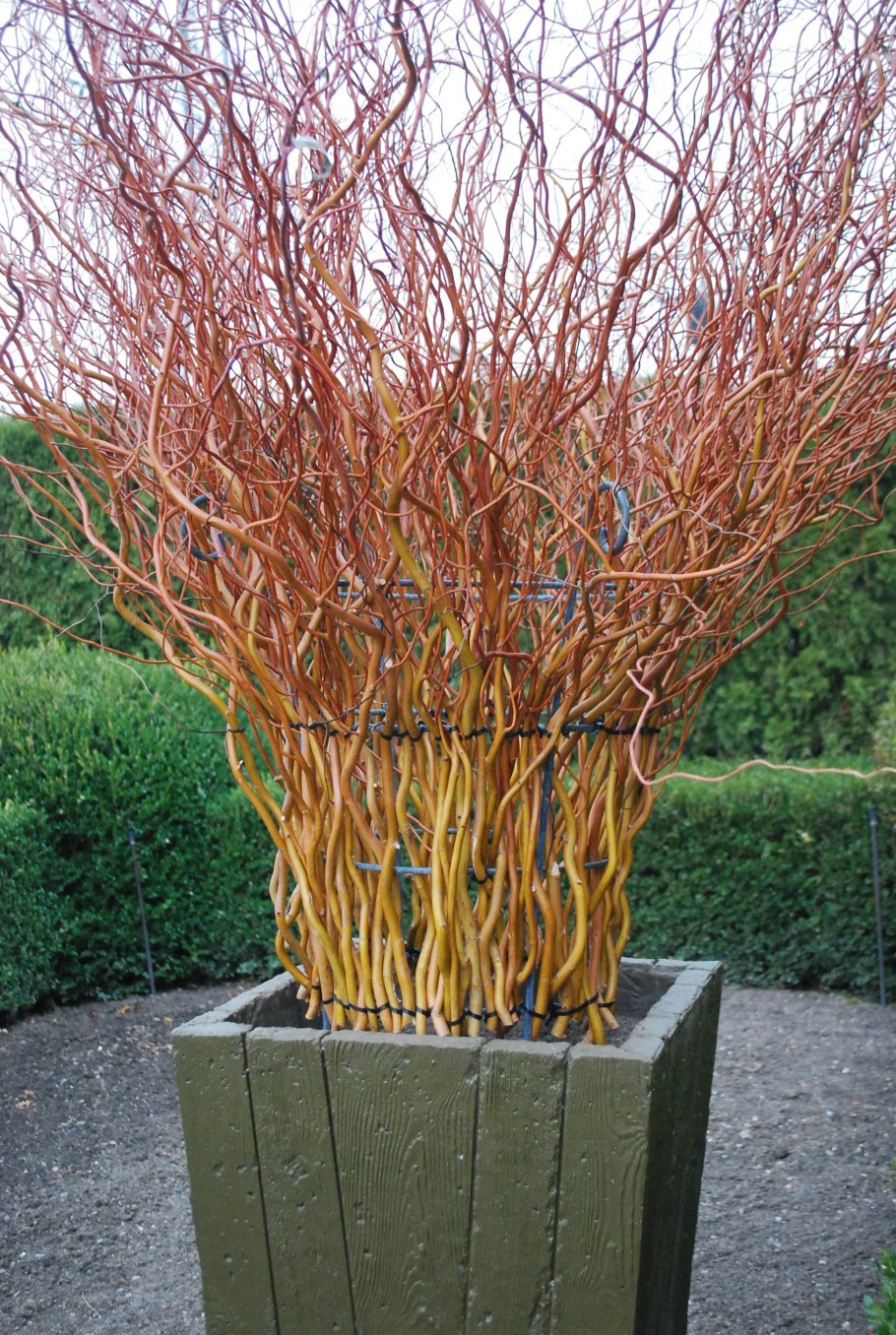 Ива матсудана