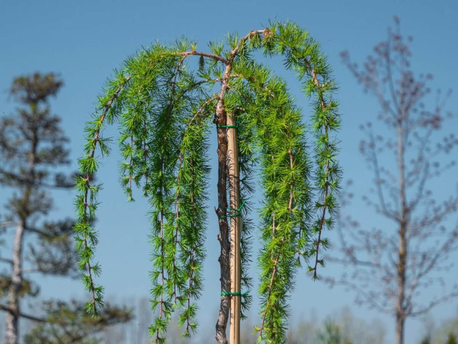 Стрижка туи Смарагд
