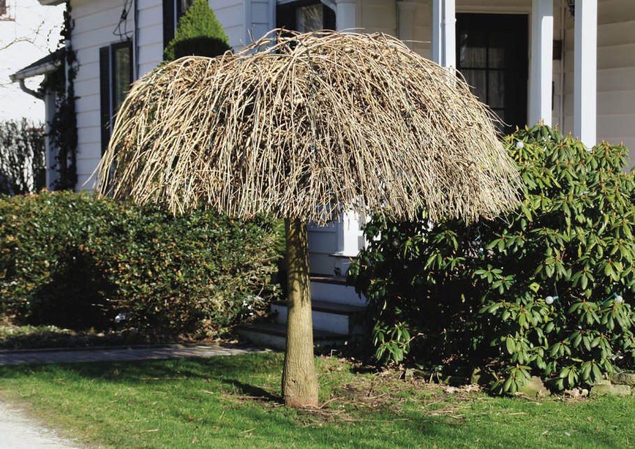 Рябина обыкновенная pendula