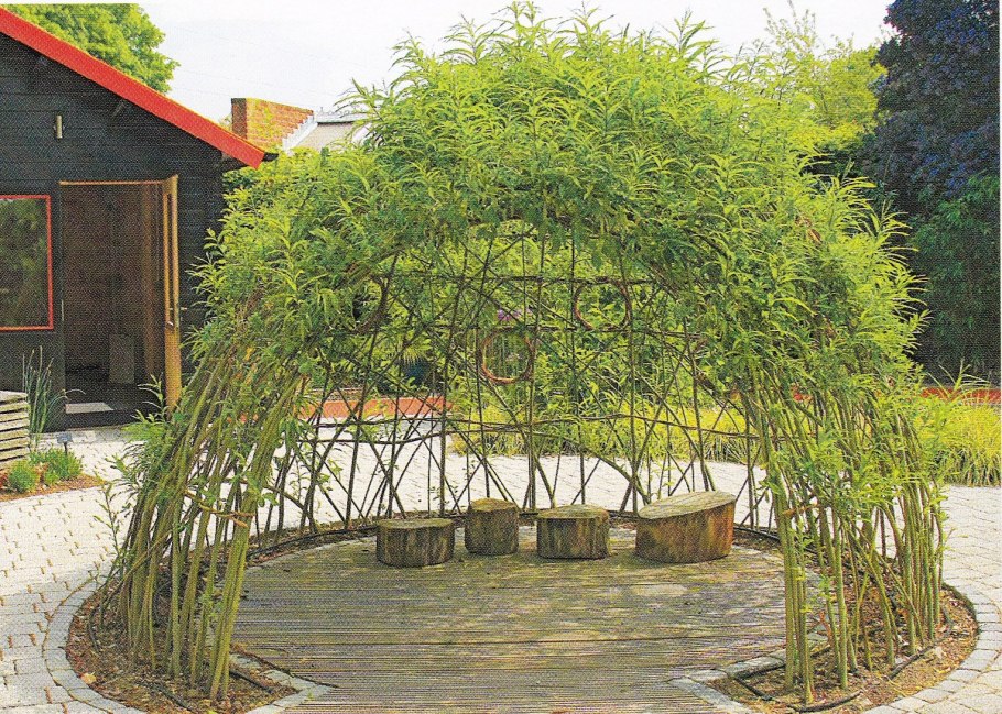 Липа дерево формирование кроны