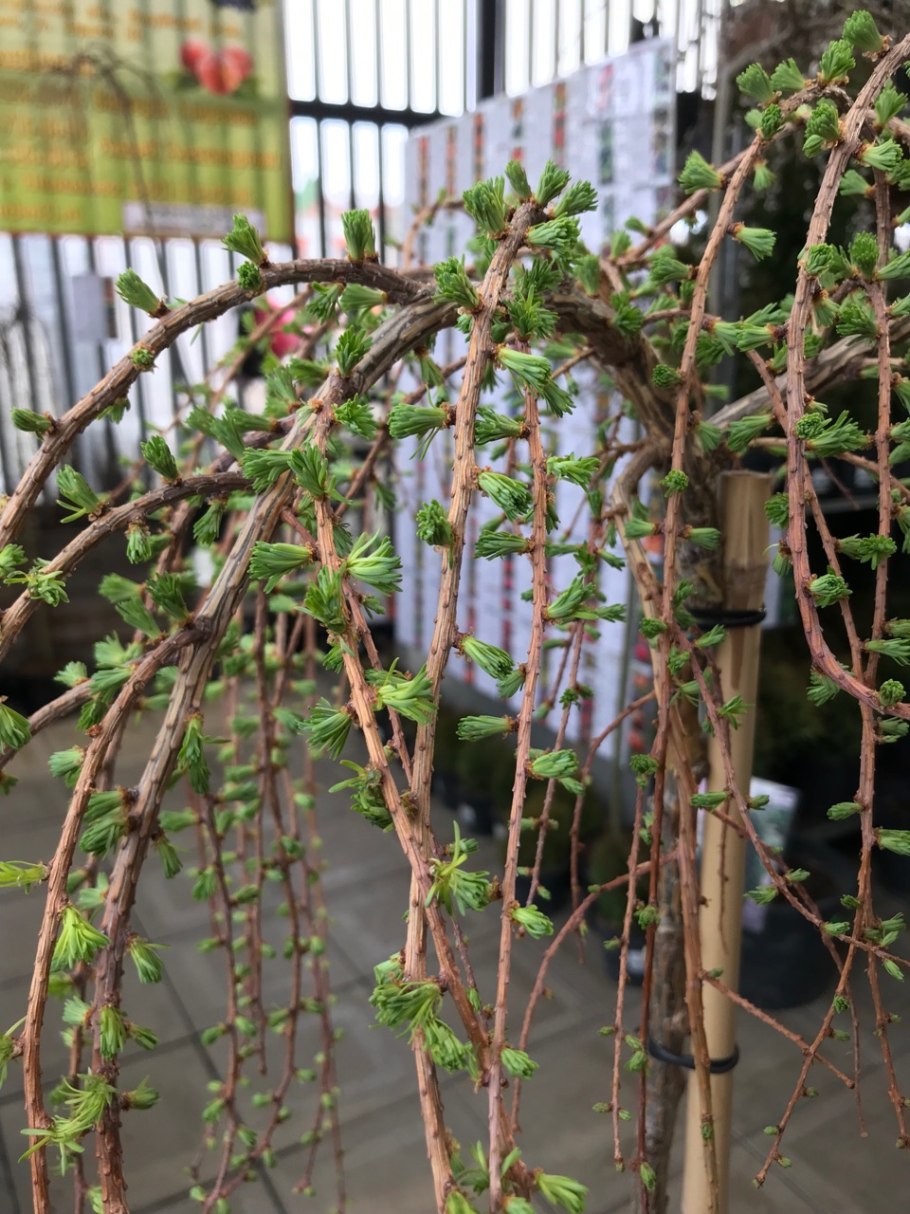 Самшит ниваки