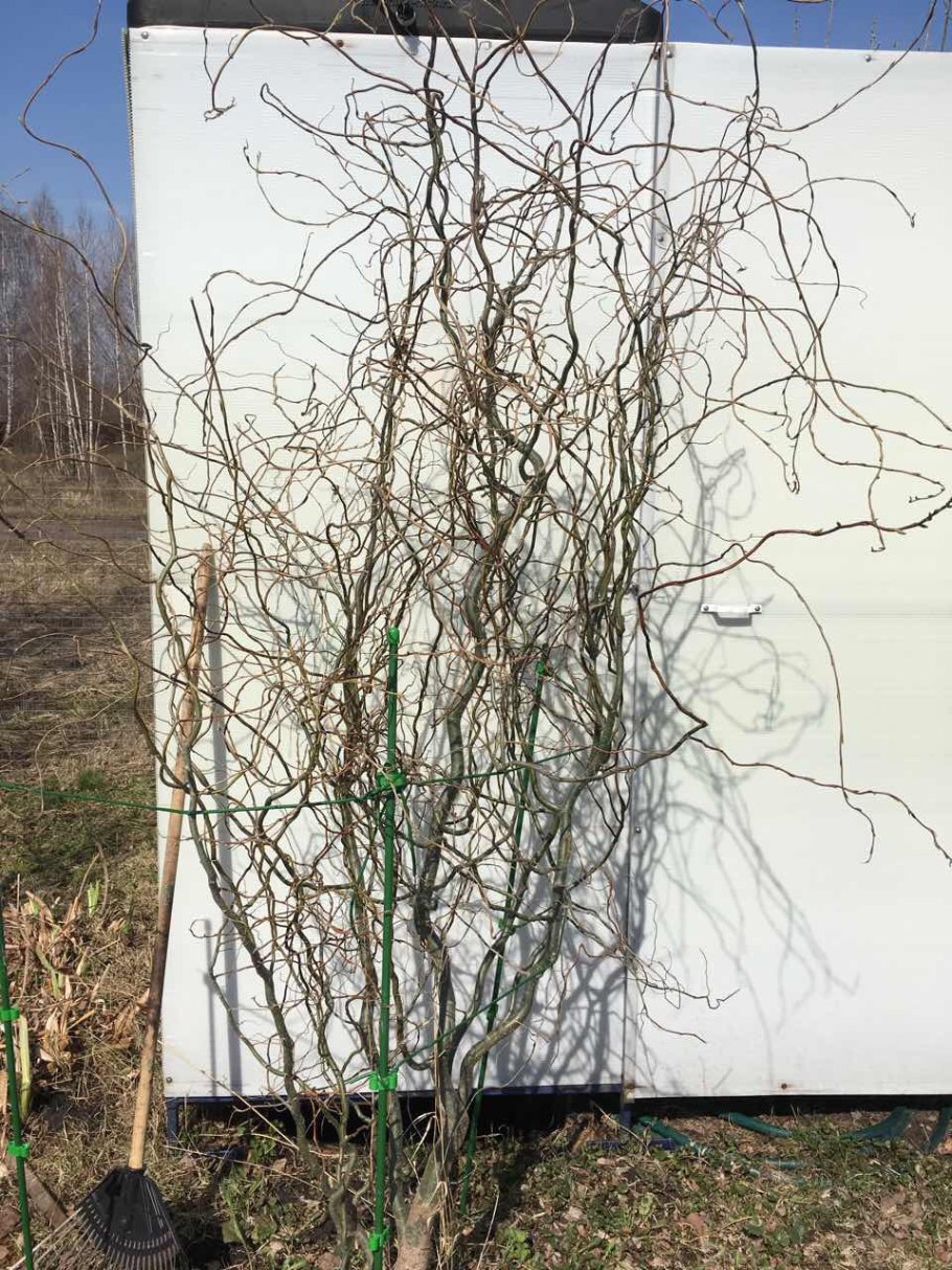 Ива Козья Kilmarnock на штамбе описание