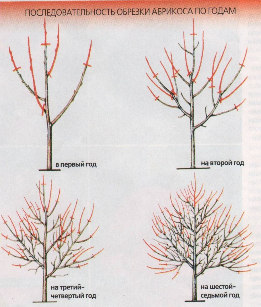 Ива белая Пендула