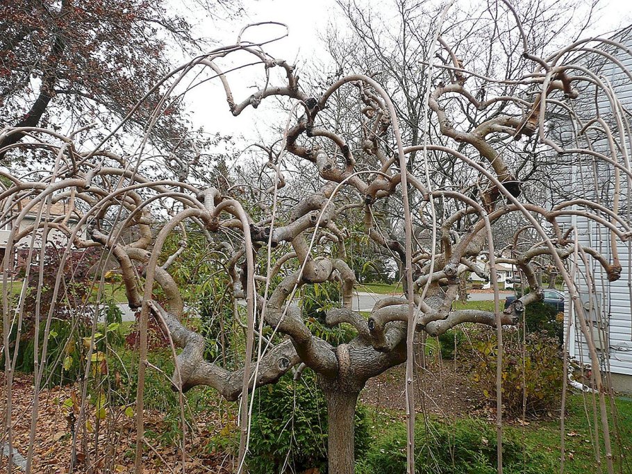 Лиственница европейская Пендула