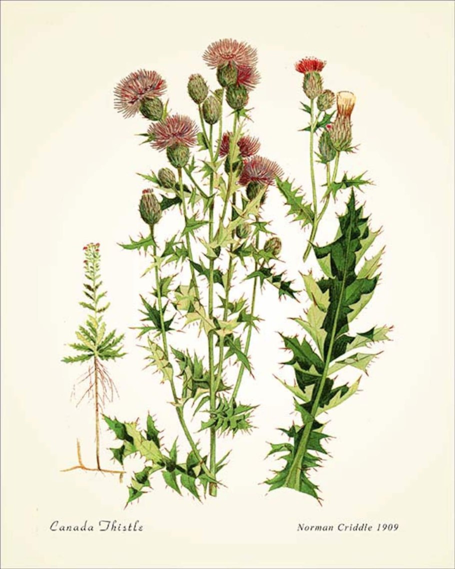 Бодяк гербарий