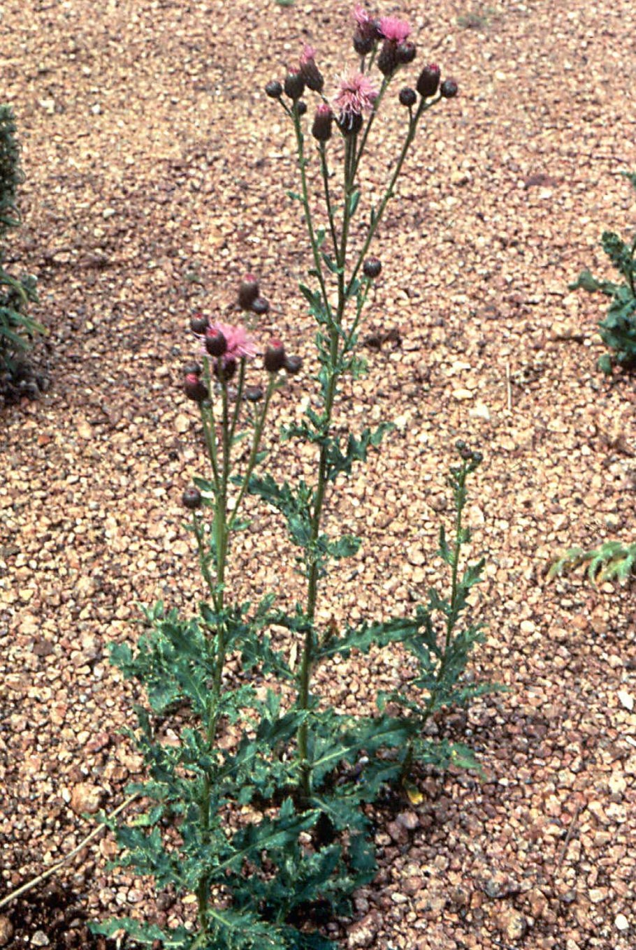 Бодяк ботаника