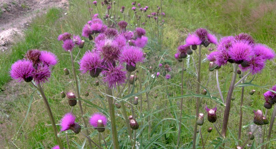 Бодяк болотный корневая система