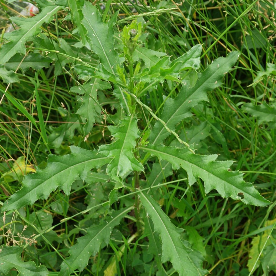 Бодяк полевой гербарий