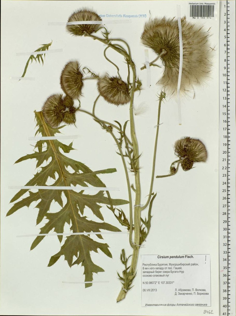 Бодяк полевой плод