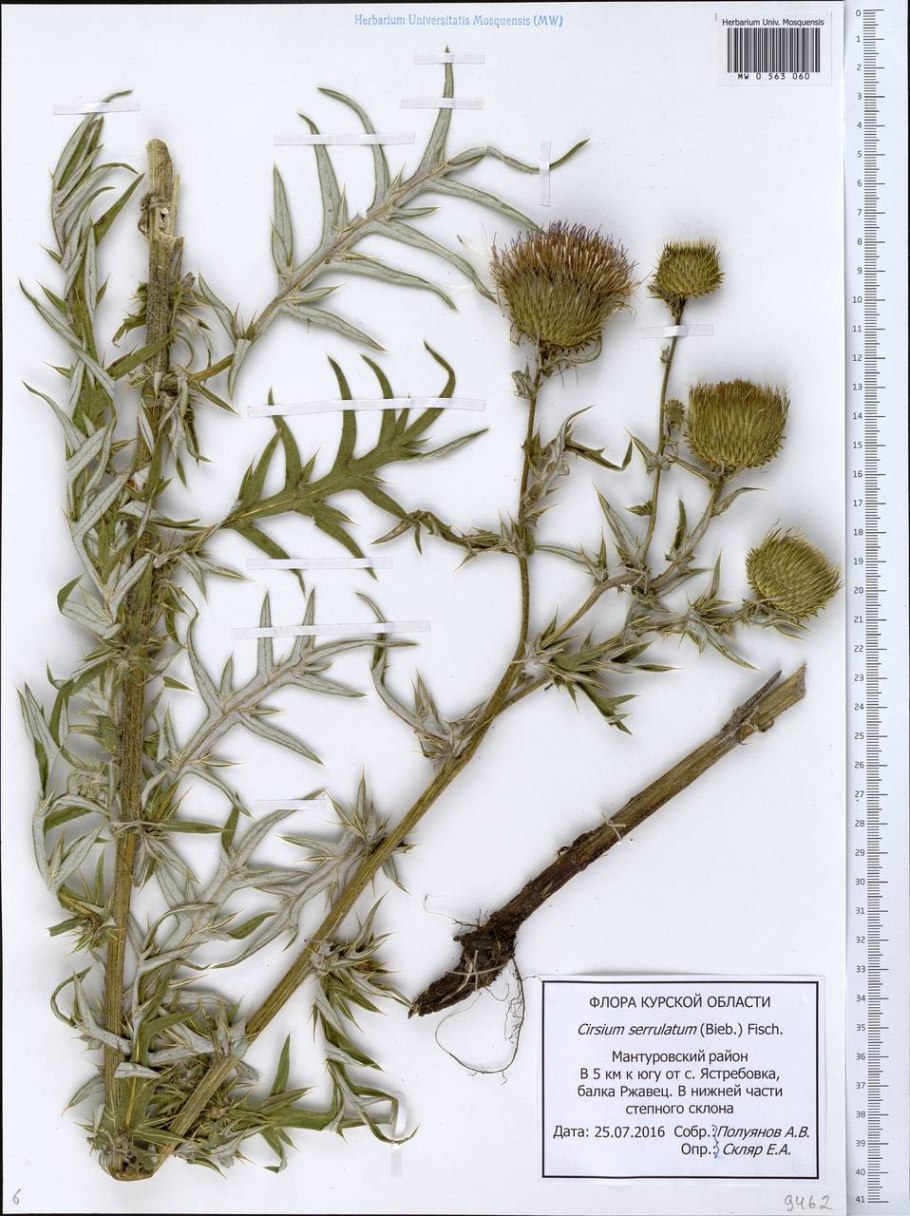 Бодяк полевой гербарий