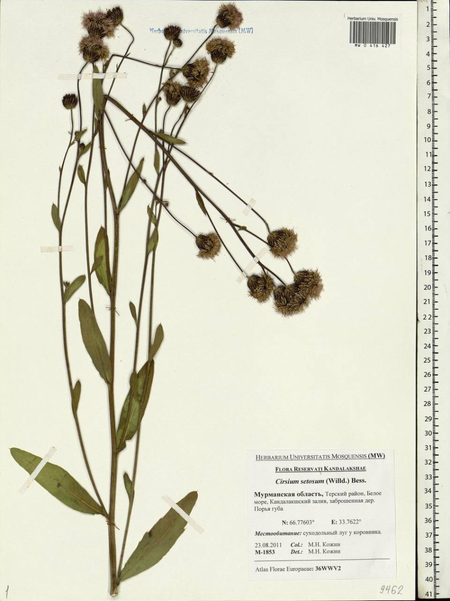 Осот Луговой