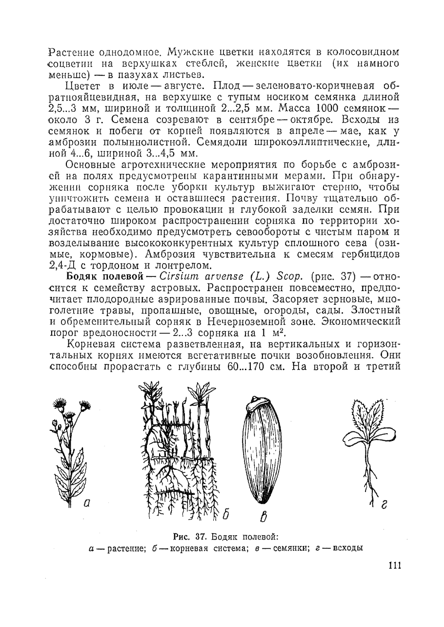 Бодяк обыкновенный гербарий