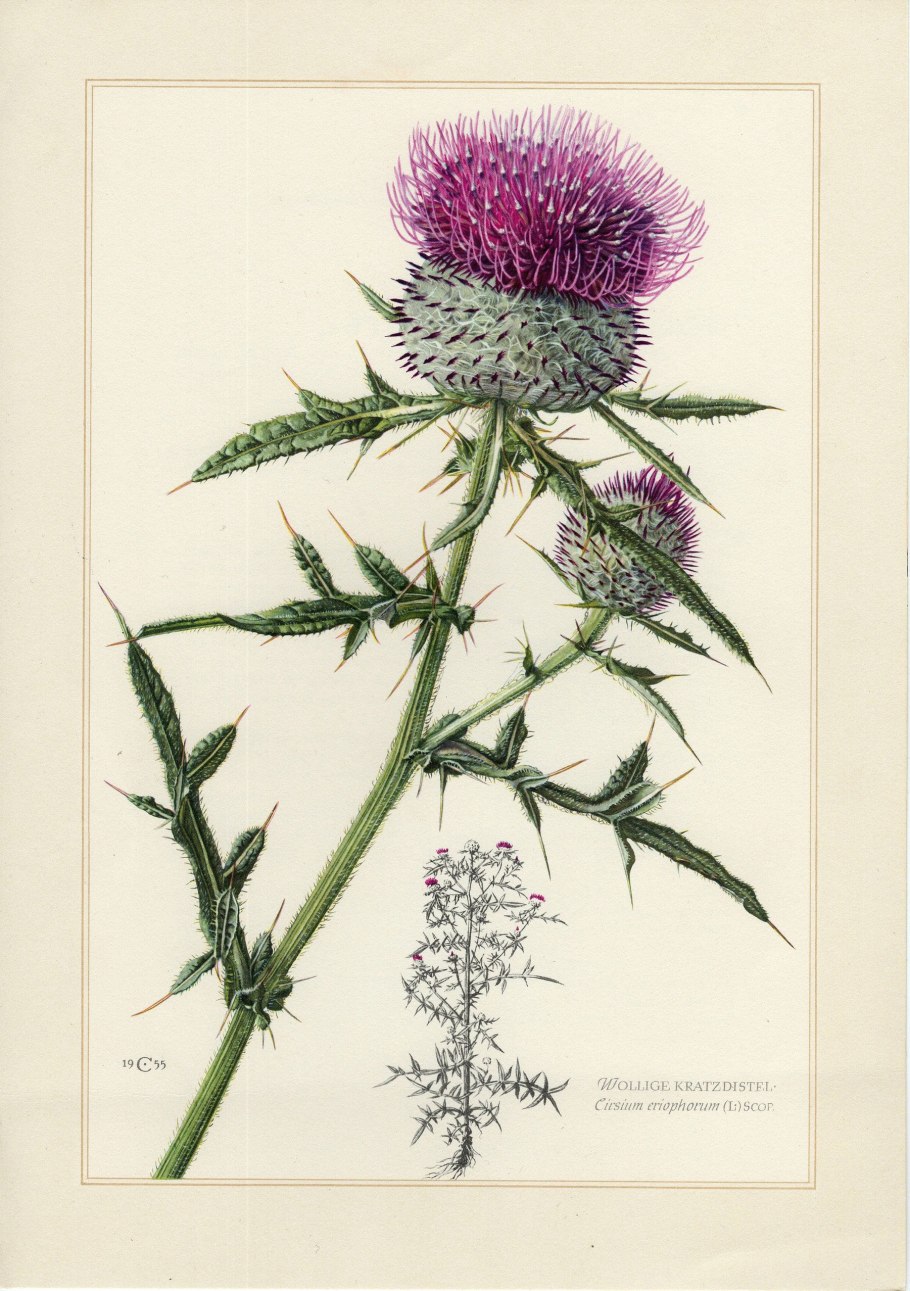 Бодяки карта