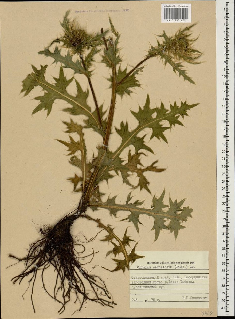 Бодяк полевой химический состав