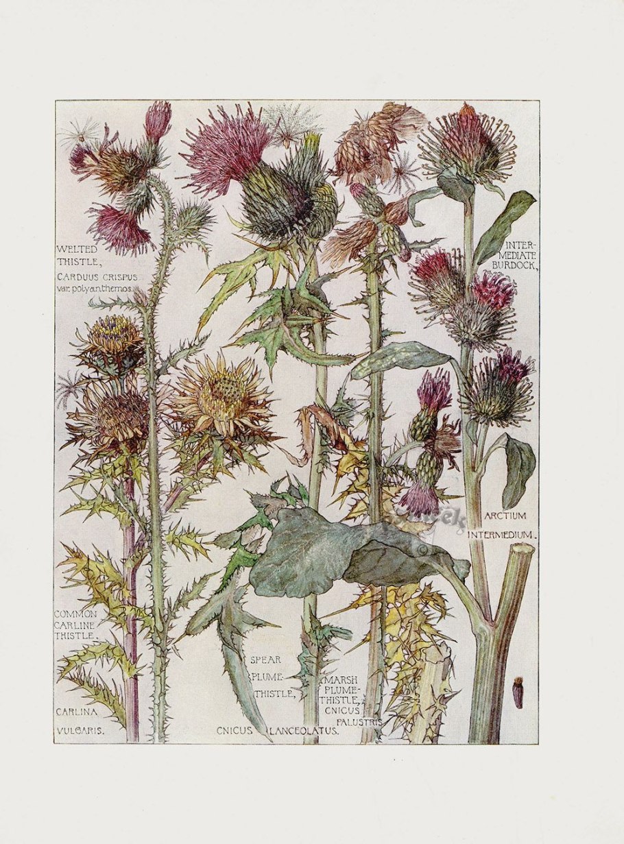 Осот желтый Sonchus arvensis