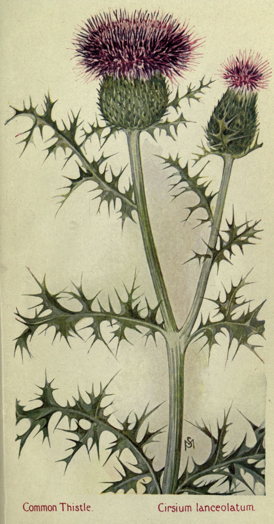 Cirsium arvense гербарий