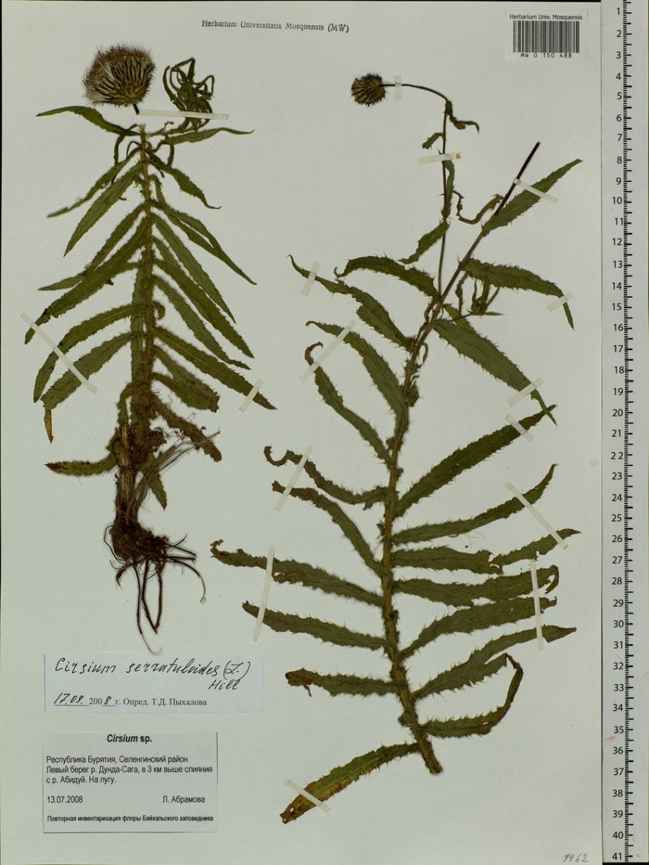 Бодяк девясиловидный