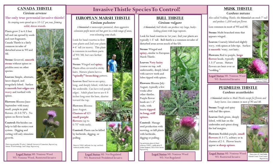 Осот полевой гербарий