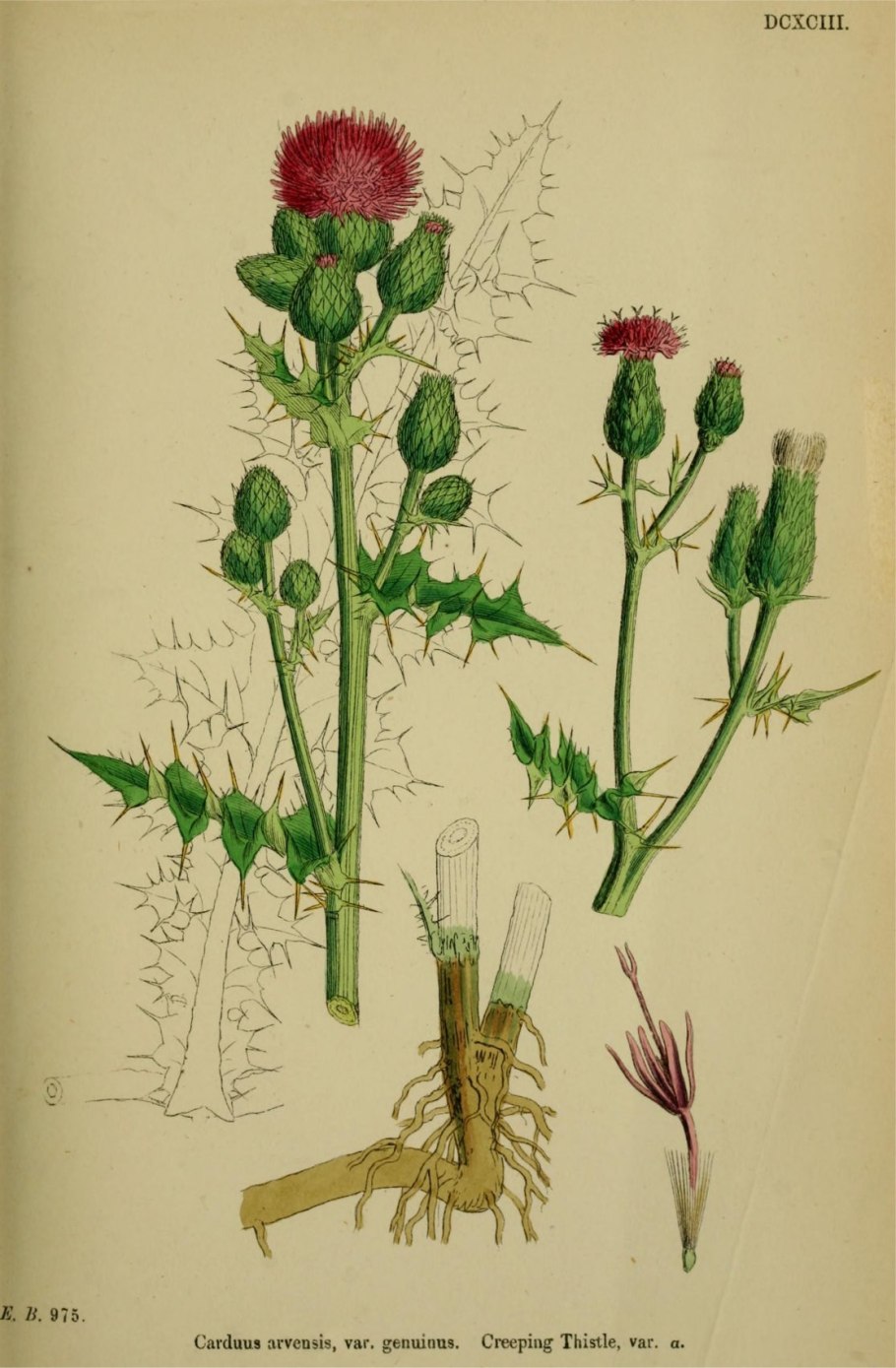 Cirsium ciliatum