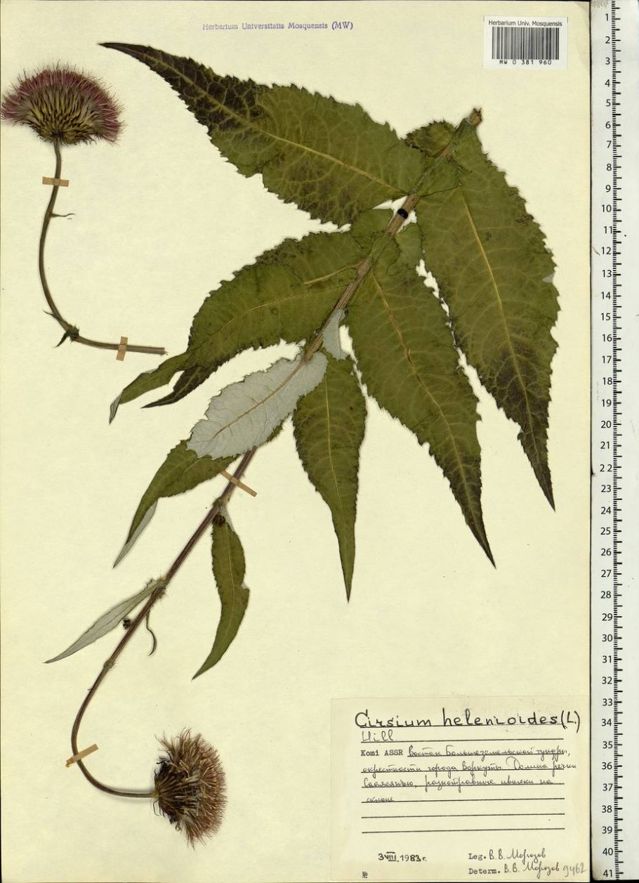 Leucanthemum vulgare строение цветка