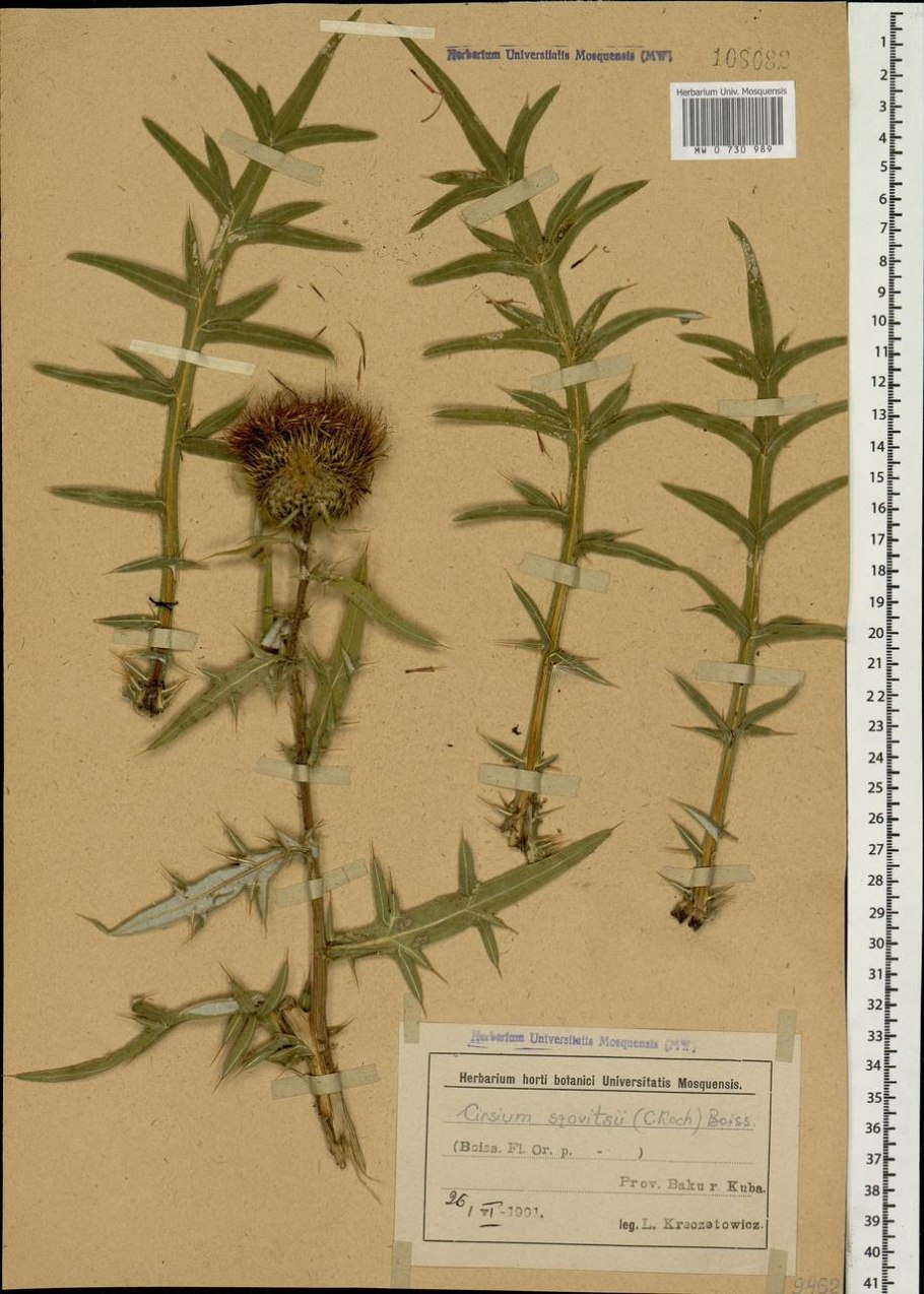 Бодяк полевой гербарий