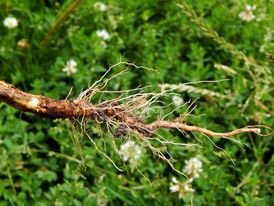 Строение цветка Бодяк полевой