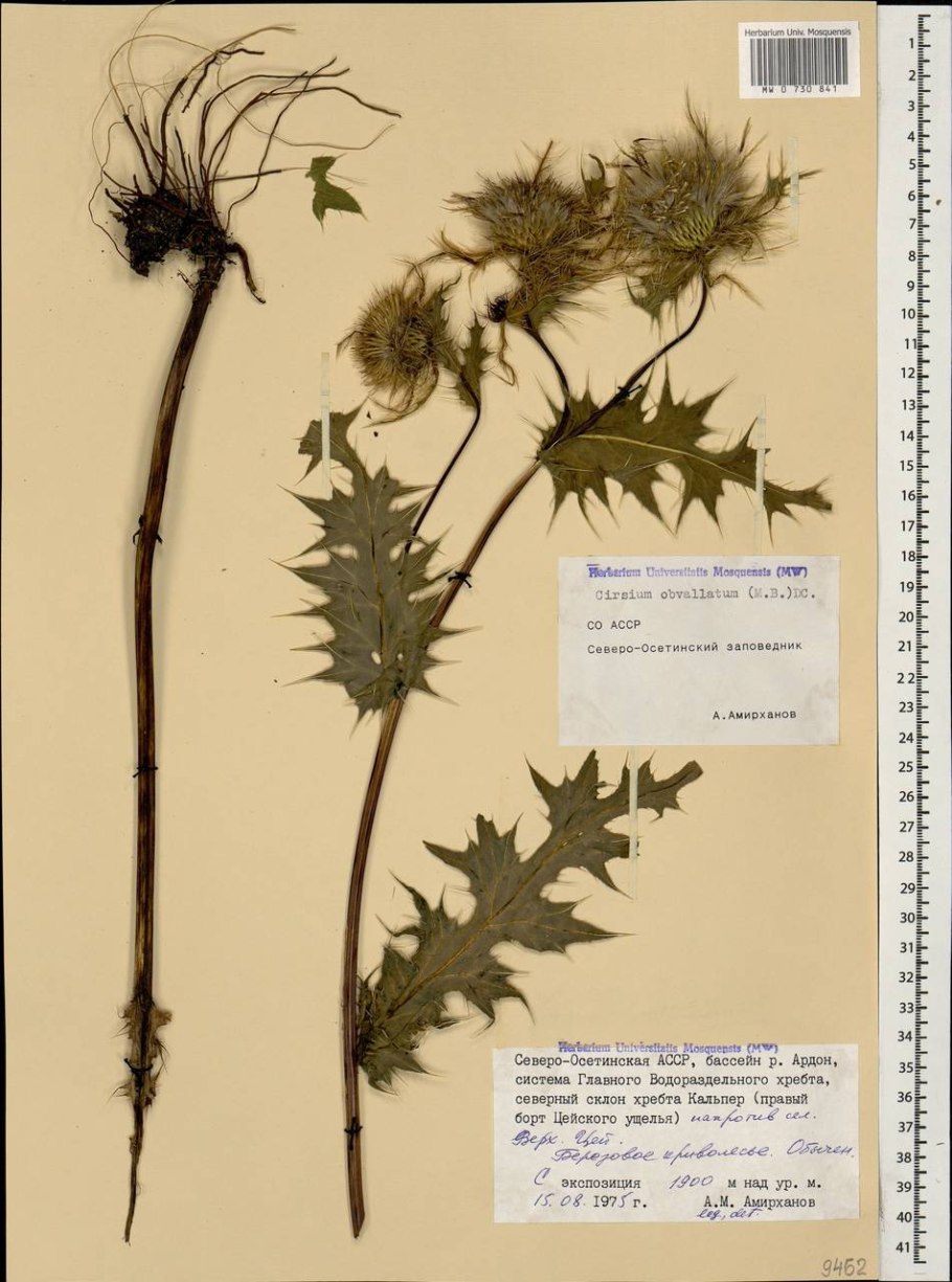 Бодяк щетинистый гербарий