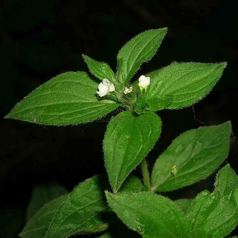 Воробейник лекарственный