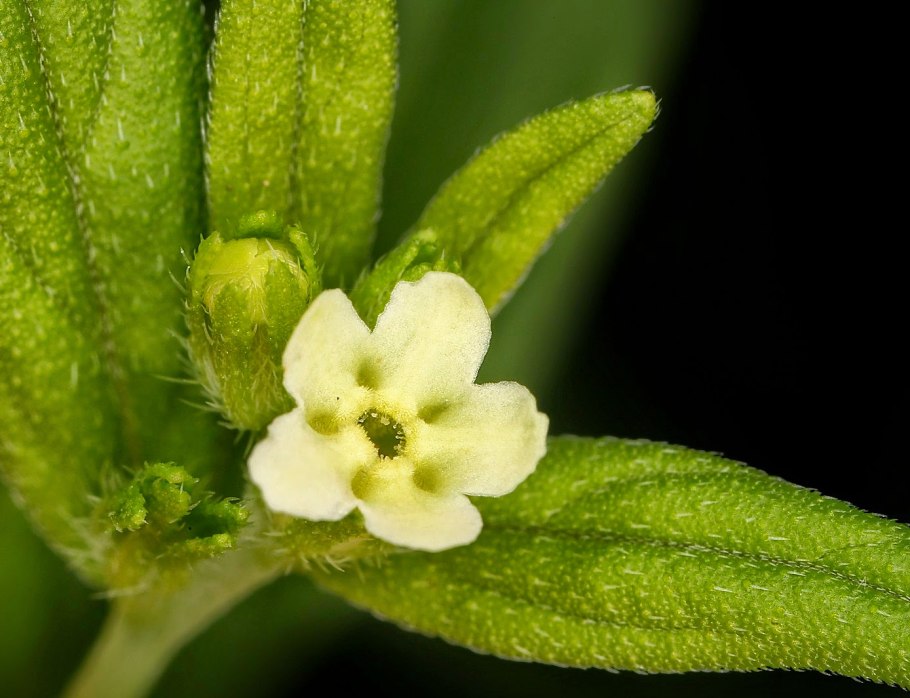 Воробейник лекарственный Lithospermum officinale