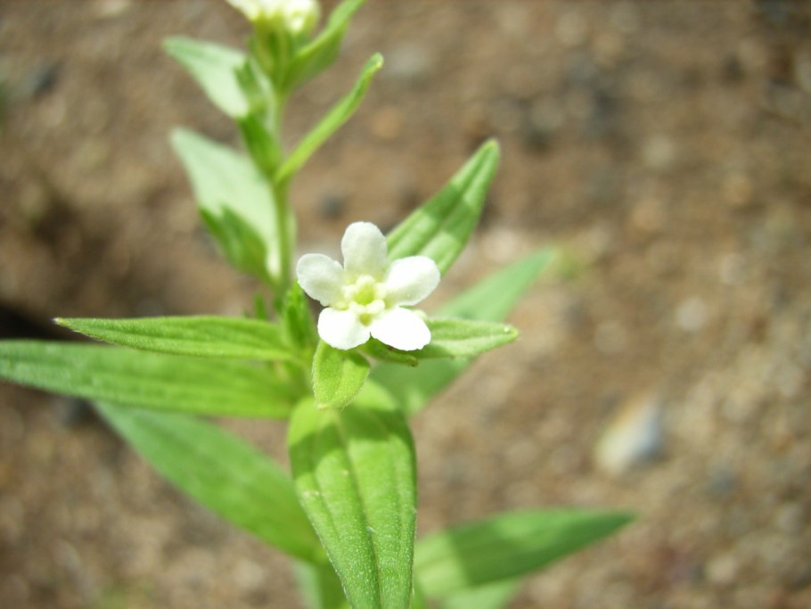 Воробейник краснокорневой корни