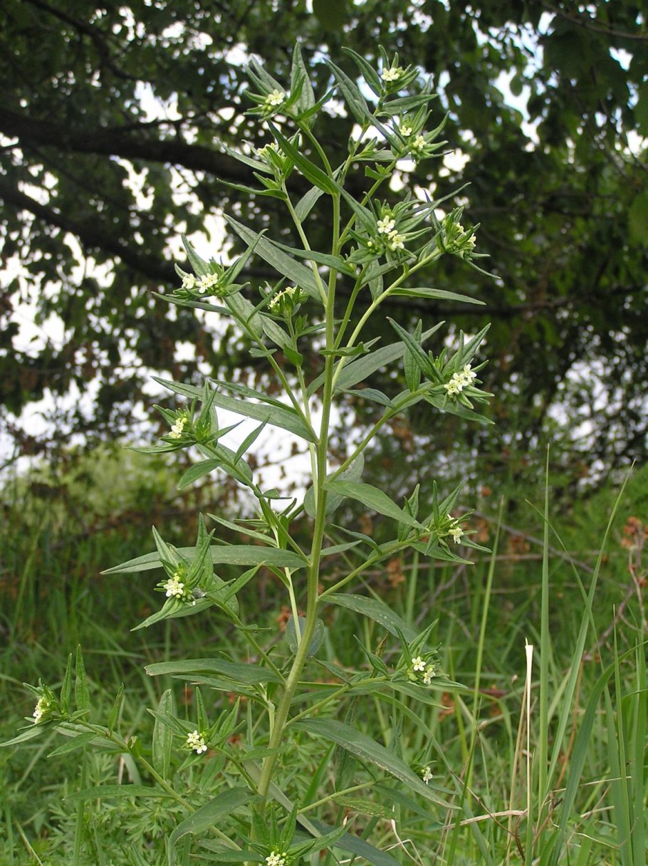 Истод обыкновенный