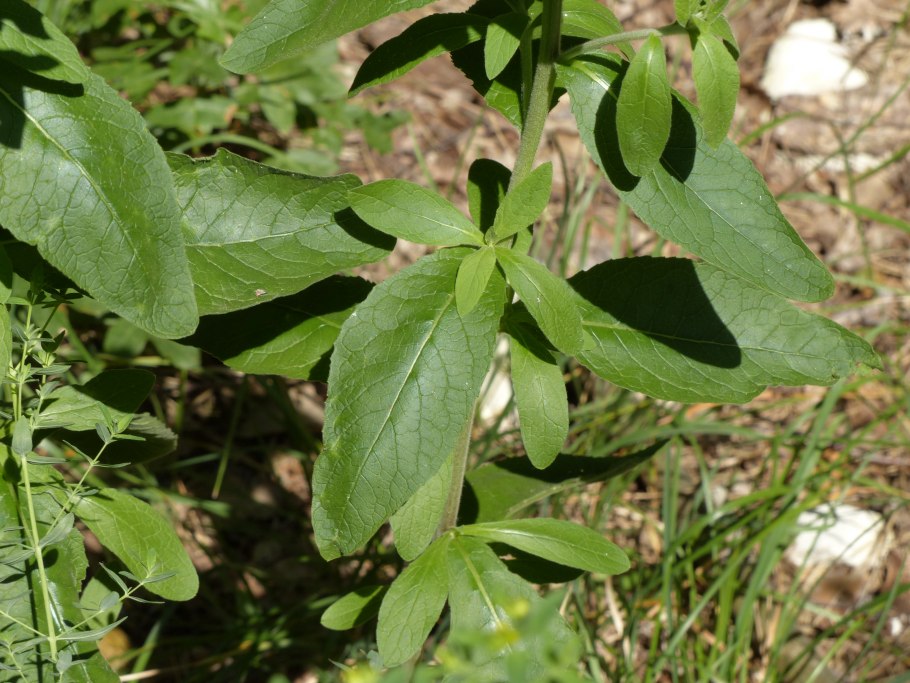 Растение Воробейник лекарственный