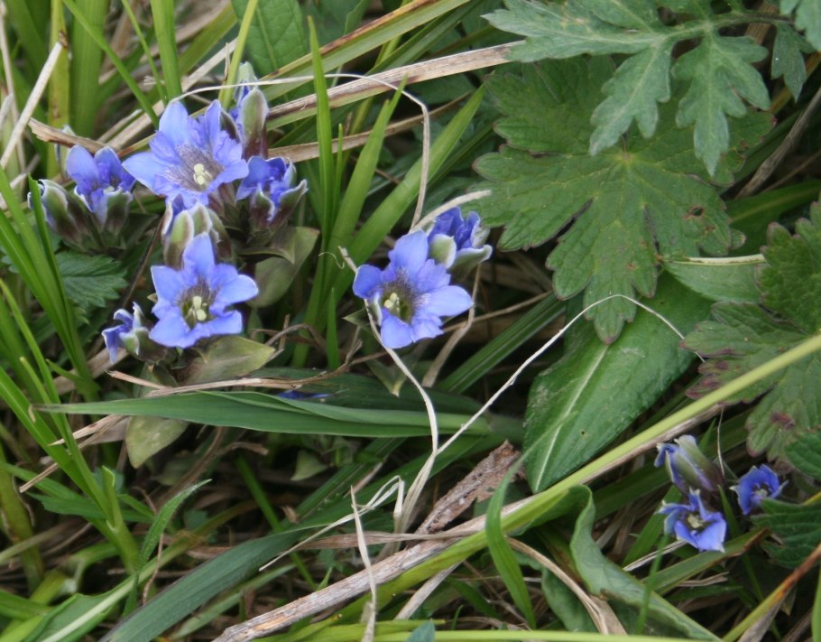 Воробейник синий