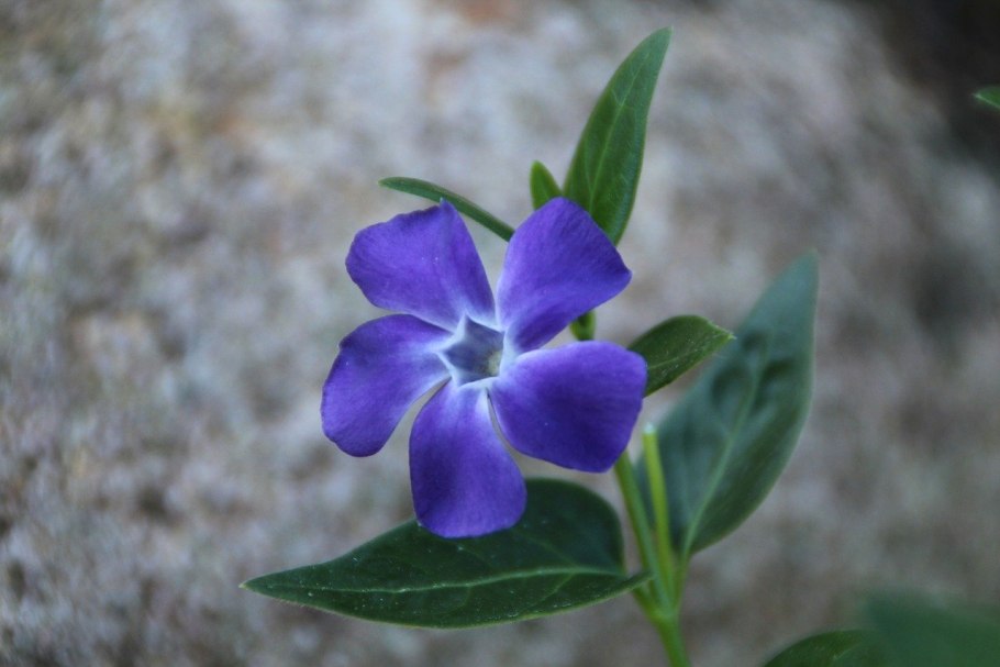 Трава Воробейник