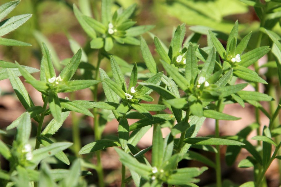 Воробейник лекарственный (Lithospermum officinale l.) Ботаническая иллюстрация