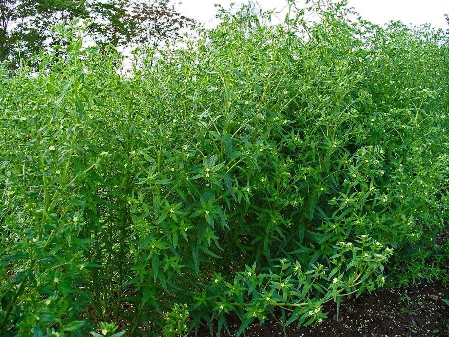 Воробейник пурпурно-синий