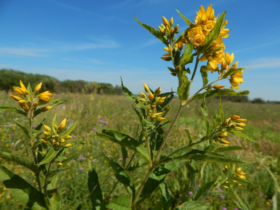 Сорняк Воробейник