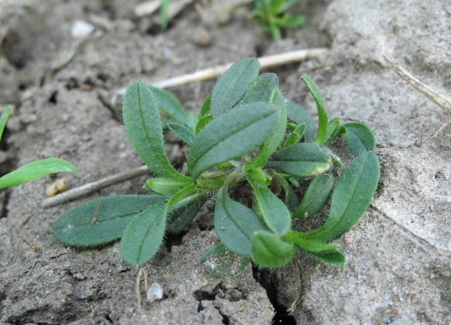 Воробейник пурпурно-синий