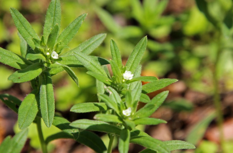 Вербейник обыкновенный