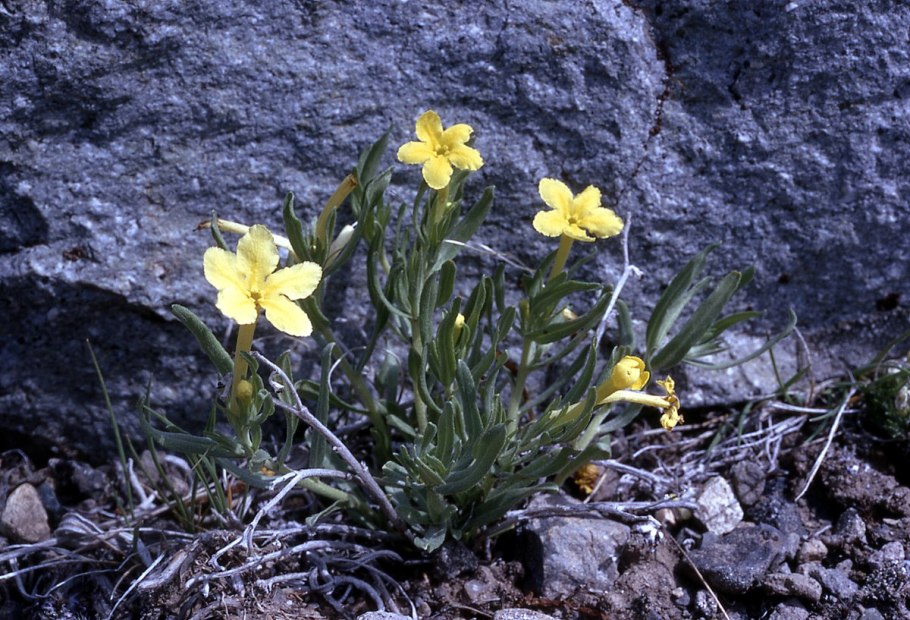 Микроволновка Панасоник nn-sd366w