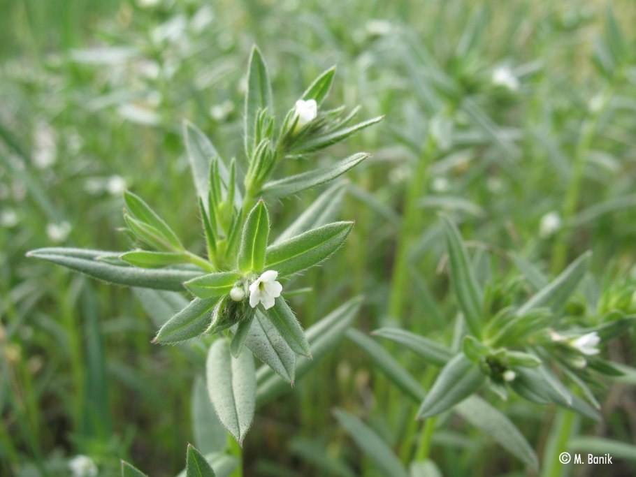 Воробейник краснокорневой