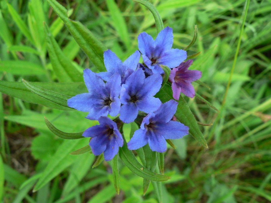 Воробейник лекарственный