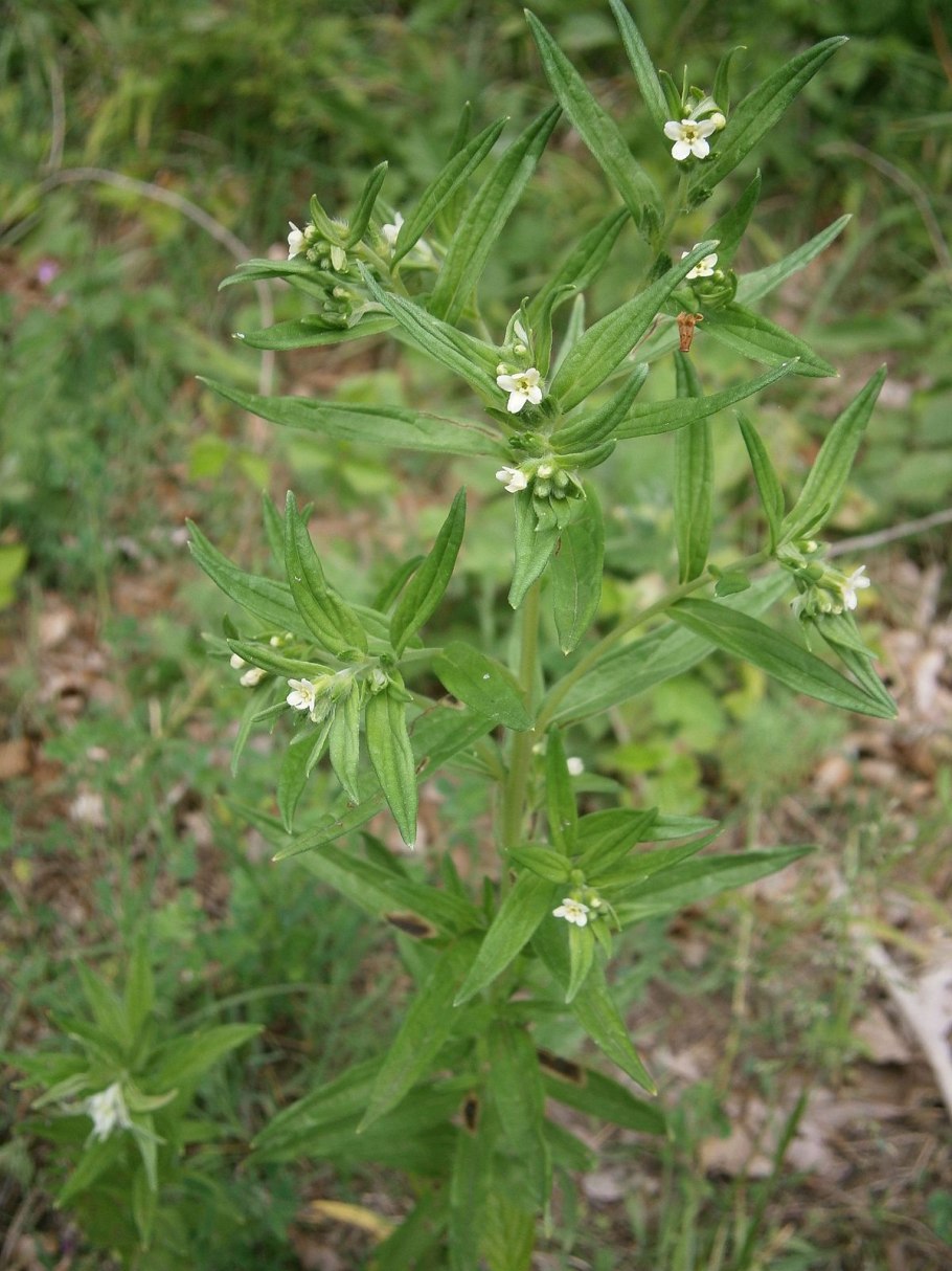 Воробейник Lithospermum