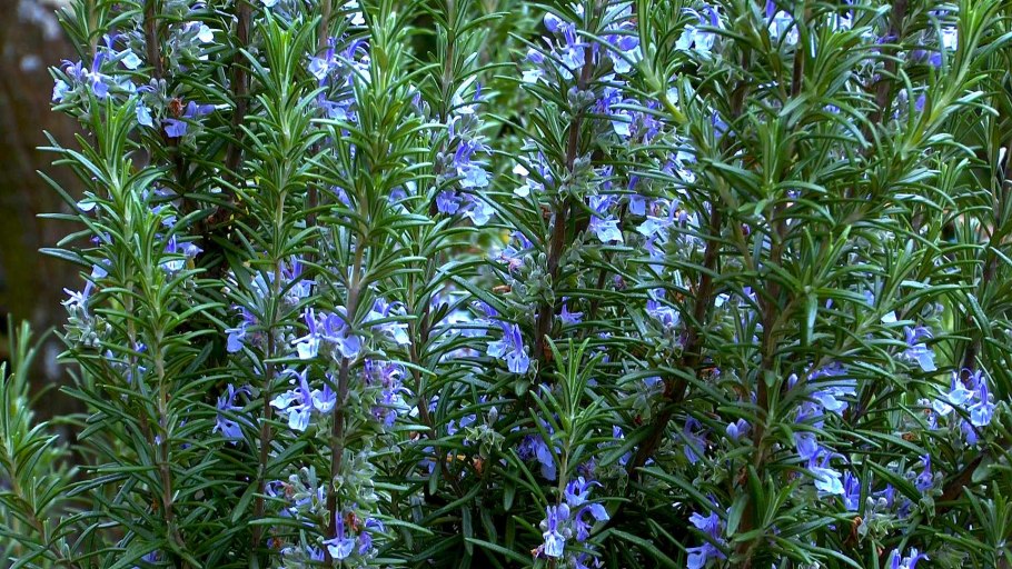 Lithospermum литхосперум