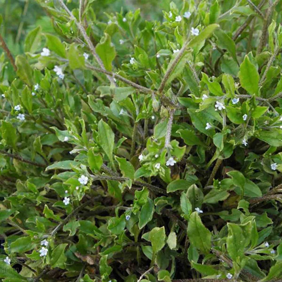 Lithospermum плоды