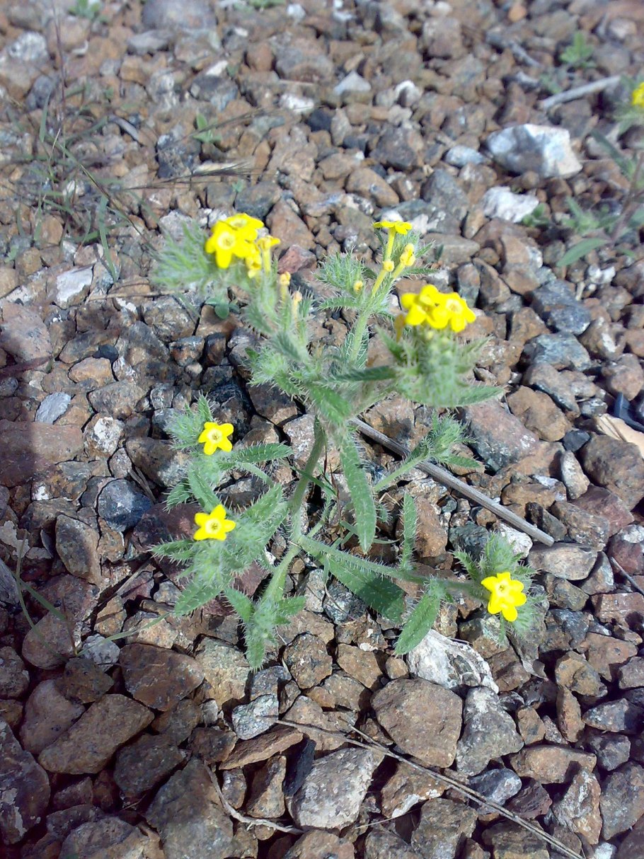 Розмарин Блю Винтер