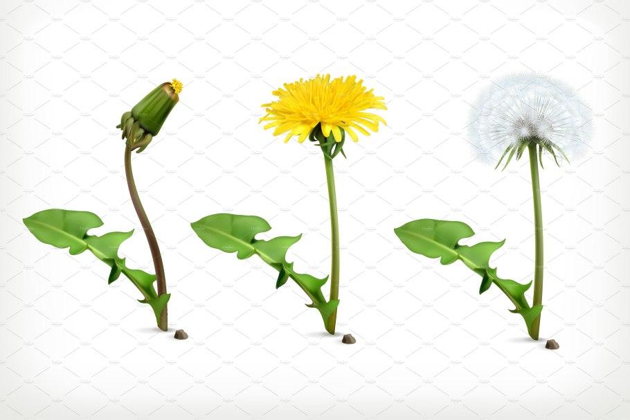 Хорст одуванчик, корень